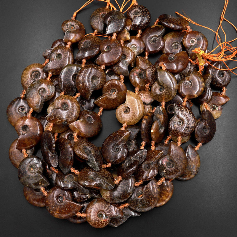 Natural Ammonite Fossil Beads Vertically Drilled Whole Ammonite Pendant Focal Bead 15.5" Strand