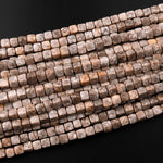 Natural Crinoid Fossil Faceted 4mm 6mm Cube Square Dice Beads Gemstone 15.5" Strand