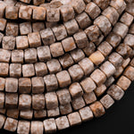 Natural Crinoid Fossil Faceted 4mm 6mm Cube Square Dice Beads Gemstone 15.5" Strand