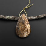 Rare Genuine Natural Fossilized Algae Pendant Top Side Drilled Teardrop Gemstone