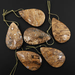 Rare Genuine Natural Fossilized Algae Pendant Top Side Drilled Teardrop Gemstone