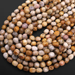 Natural Fossil Coral Beads Freeform Pebble Nuggets 15.5" Strand