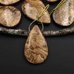 Rare Genuine Natural Fossilized Algae Pendant Top Side Drilled Teardrop Gemstone