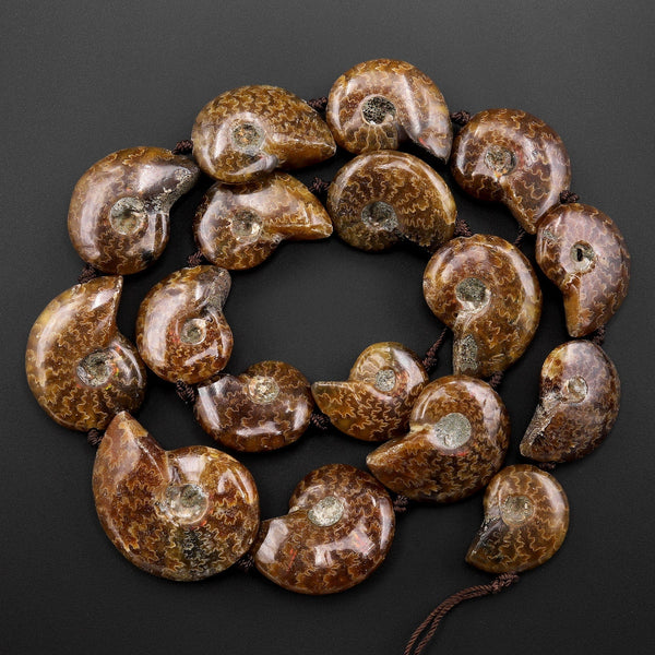 AAA Natural Whole Ammonite Fossil Beads Vertically Drilled 15.5" Strand A1