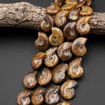 AAA Natural Whole Ammonite Fossil Beads Vertically Drilled 15.5" Strand
